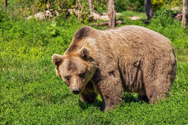 Τρεις νεκρές αρκούδες από πυροβόλο όπλο – Η μία ήταν ακόμα σε φάση θηλασμού