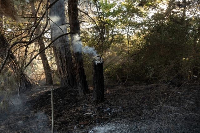 Φωτιά στο δάσος της Δαδιάς: Τι αποκάλυψαν οι δορυφορικές εικόνες | tanea.gr