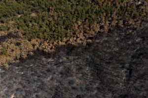 Η ζωή επιστρέφει στο δάσος της Δαδιάς: Ποια είδη πουλιών φωλιάζουν ξανά