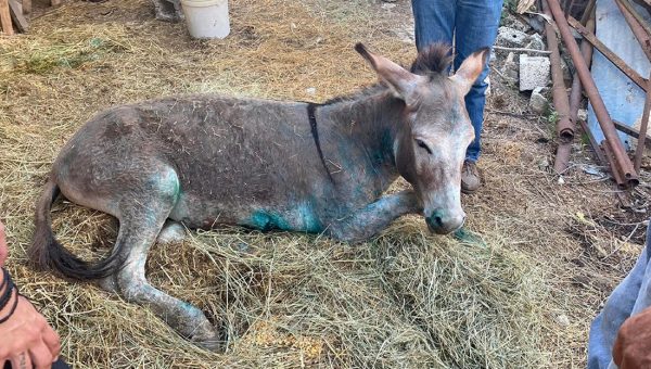 Οδηγείται σε ευθανασία το κακοποιημένο γαϊδουράκι στη Ζίτσα
