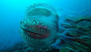 Σπάνιο είδος μέδουσας καταγράφηκε μόλις για δεύτερη φορά