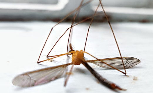 Κουνούπια: Πώς εντοπίζουν τους ανθρώπους – Τα τρία αρώματα που τα ελκύουν