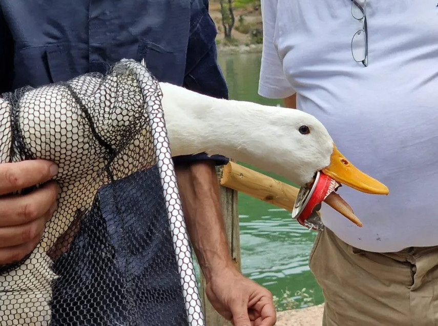 Λίμνη Μπελέτσι: Επιχείρηση της ΕΜΑΚ για να σωθεί πάπια με κουτί αναψυκτικού στο στόμα της