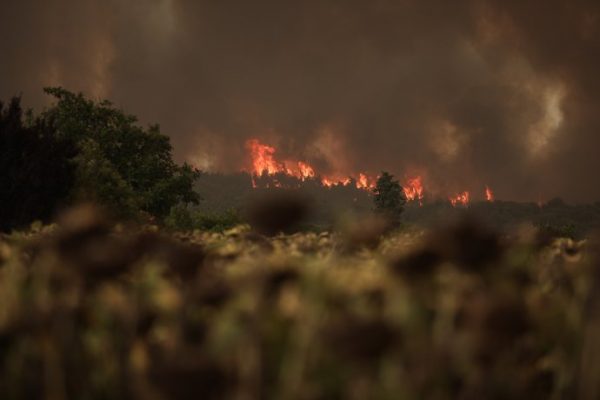 Βόρεια Εύβοια: Εναν χρόνο μετά τις μεγάλες πυρκαγιές προσπαθεί να σταθεί ξανά στα «πόδια» της | tanea.gr
