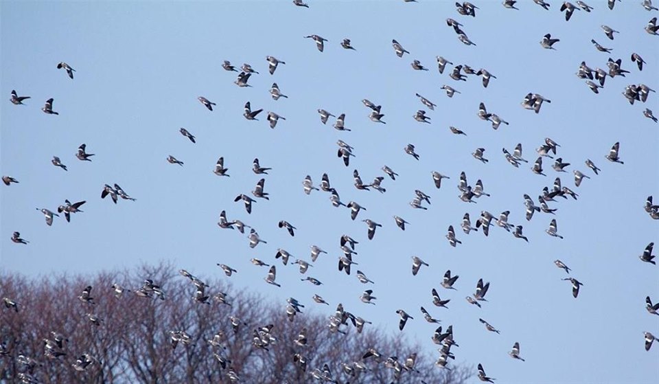 Τα πουλιά επηρεάζονται από την κλιματική αλλαγή