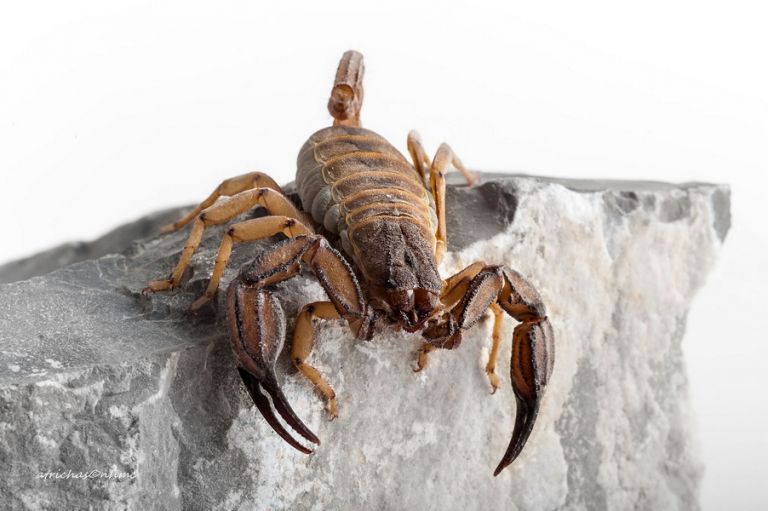 Δύο νέα είδη σκορπιών ανακαλύφθηκαν στην Ελλάδα | tanea.gr