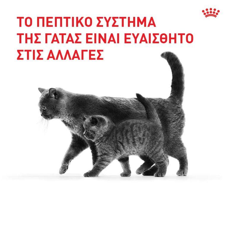 Ποια είναι τα βήματα για να αλλάξετε τροφή στη γάτα σας | tanea.gr