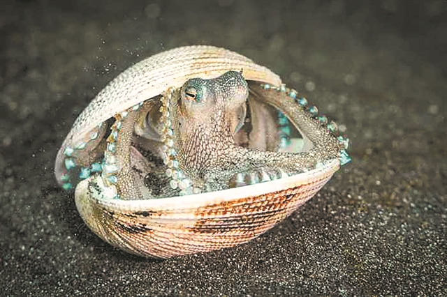 Η άγρια ζωή μέσα από τον φωτογραφικό φακό