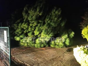 Σέρρες: Συγκλονίζει ο αδερφός του 69χρονου που καταπλακώθηκε από το πεύκο – «Ούρλιαζα για βοήθεια»
