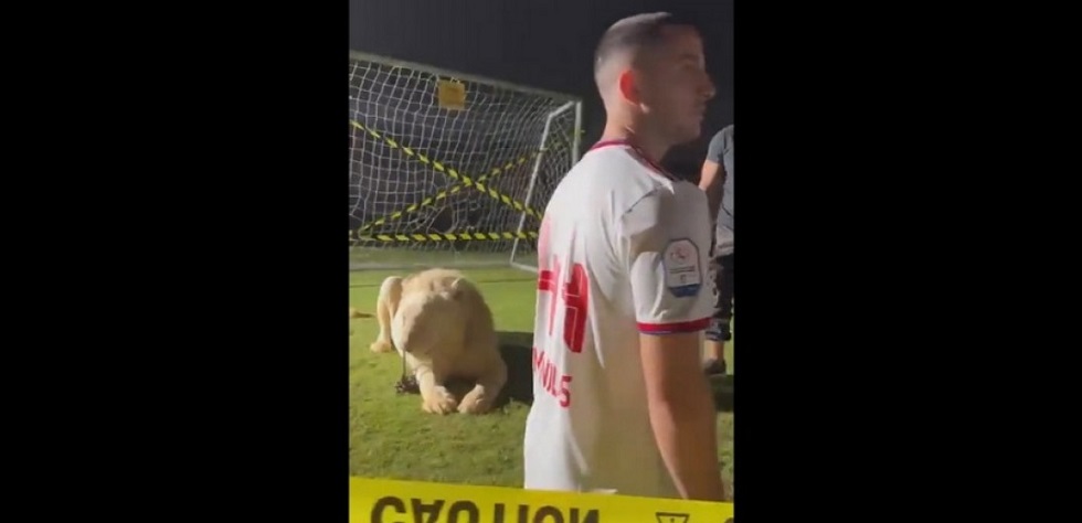 Ο Μανωλάς φωτογραφήθηκε με λιοντάρι και… τα είδε όλα