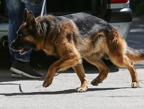 Καλαμάτα: Αγρια επίθεση αδέσποτων σκύλων σε νεαρή – Το θύμα της επίθεσης στο MEGA | tanea.gr