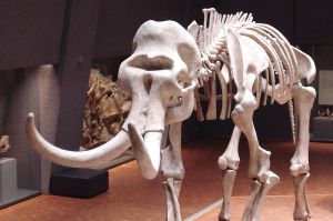 Η CIA χρηματοδοτεί την αναγέννηση του τριχωτού μαμούθ