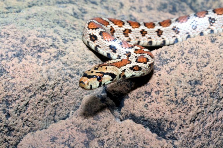 Ακίνδυνα ήταν τελικά τα φίδια που βρέθηκαν σε νηπιαγωγείο | tanea.gr