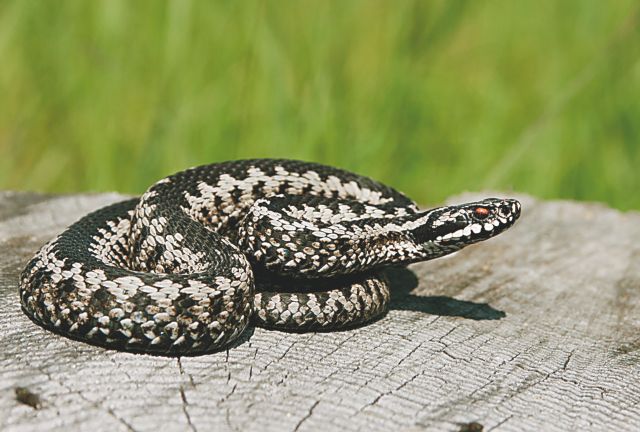 Λαγκαδάς: Τρόμος από οχιές που είχαν φωλιά σε νηπιαγωγείο