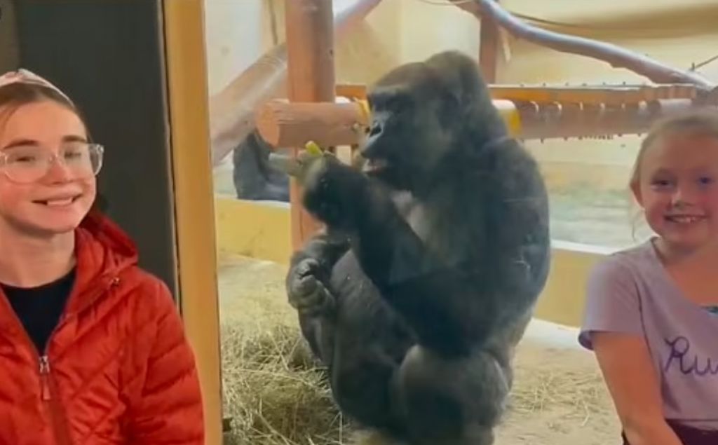 Άσεμνη χειρονομία γορίλα φέρνει σε… αμηχανία δύο αδερφές