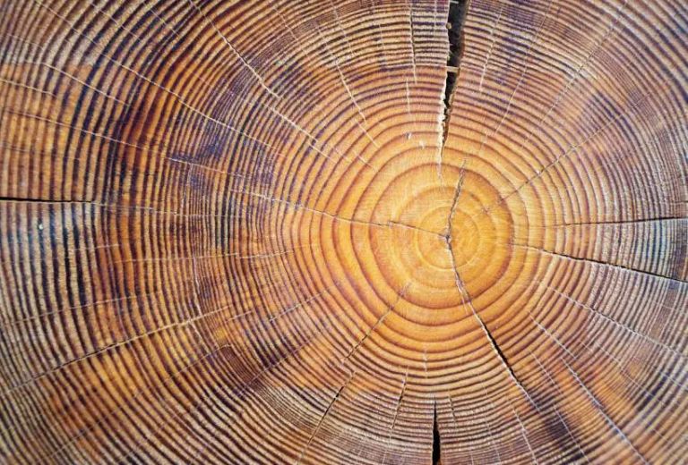 Μυστηριώδεις ριπές ακτινοβολίας από το Διάστημα άφησαν ίχνη στα δέντρα του πλανήτη | tanea.gr