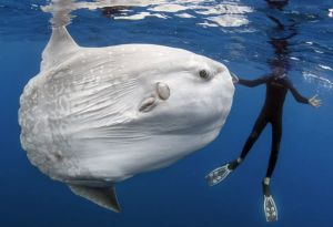 Φεγγαρόψαρο των 3 τόνων καταρρίπτει το ρεκόρ βάρους