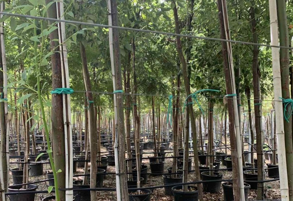 Φυτεύονται 2.684 δέντρα και 25.000 θαμνοειδή στον δήμο 3Β