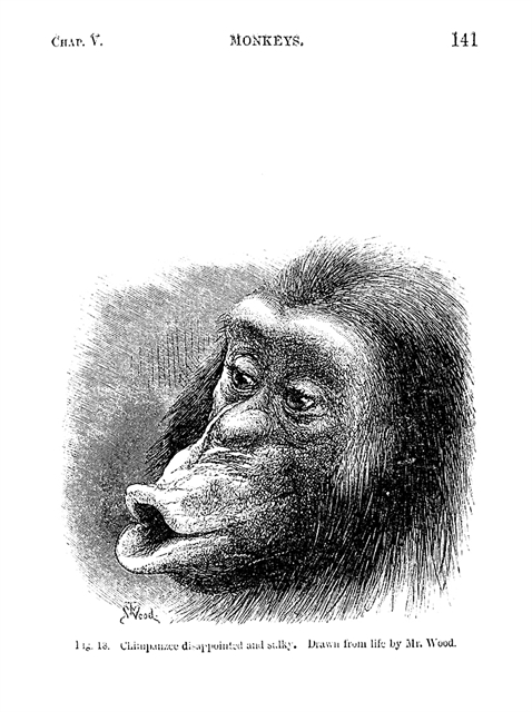 Ενας απογοητευμένος χιμπαντζής