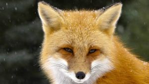 Βασάνισαν και ακρωτηρίασαν αλεπού μέχρι που πέθανε από αιμορραγία