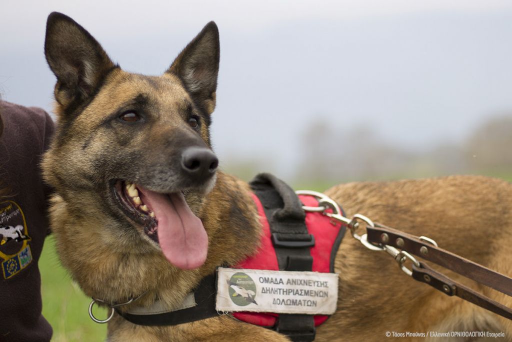 Συνταξιοδιοτήθηκε ο Κούκι – Ο πρώτος ειδικά εκπαιδευμένος σκύλος που εντόπιζε φόλες