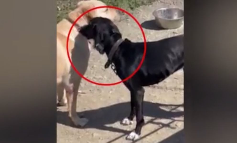 Νέα κακοποίηση ζώου: Ιδιοκτήτης σκύλου «διασκέδασε» τοποθετώντας του ηλεκτρικό κολάρο
