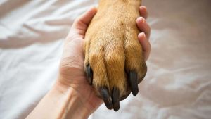 Νεκρός εργάτης στον Πλατανιά: Ο σκύλος του καθόταν πάνω στο άψυχο σώμα του για τρεις ημέρες