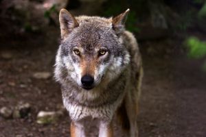 Διανομέας τα είδε… όλα – Πήγαινε παραγγελία και συνάντησε λύκο!
