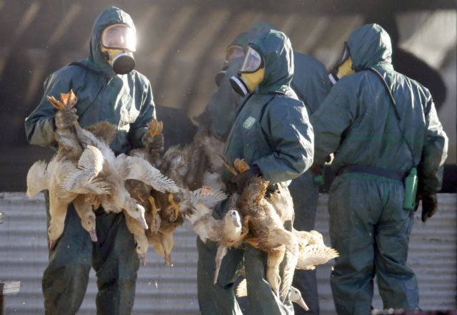 Γρίπη των πτηνών: Ραγδαία αύξηση κρουσμάτων στην Ευρώπη – Κίνδυνος επανεμφάνισης στην Ελλάδα | tanea.gr