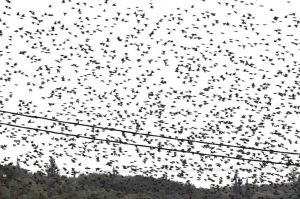 Εντυπωσιακές εικόνες – Ψαρόνια δημιουργούν παράξενους σχηματισμούς