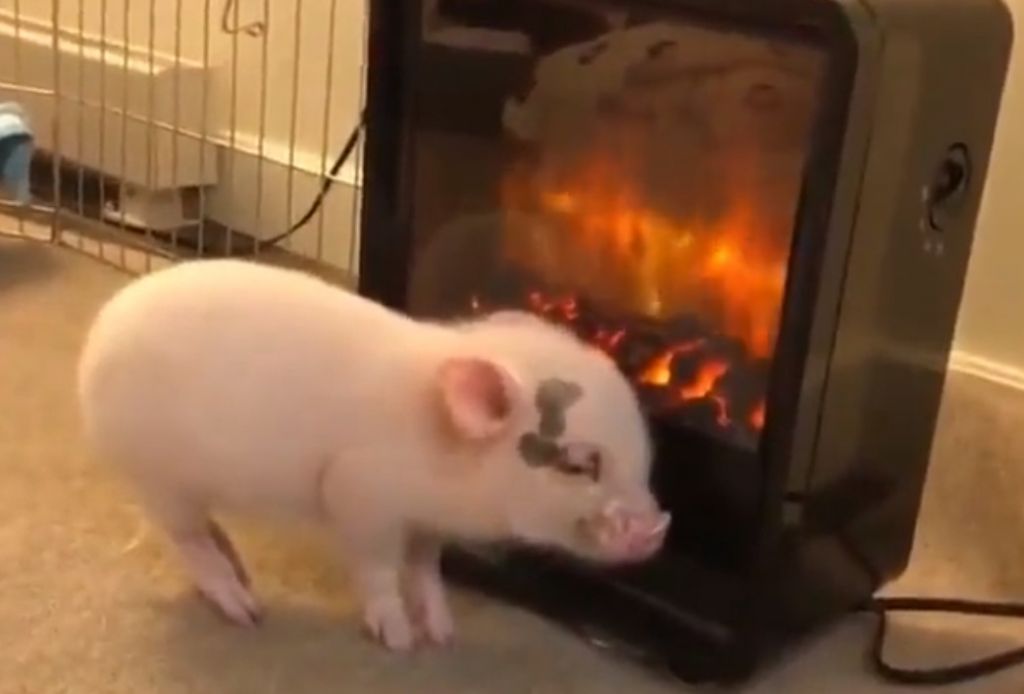 Γουρουνάκι έχει πάρει… αγκαλιά τη σόμπα