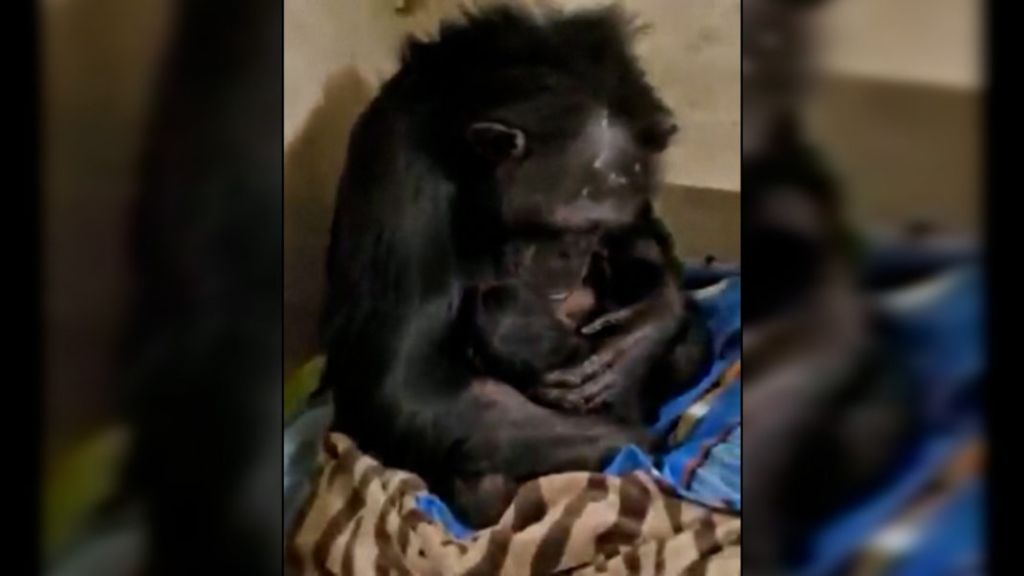 Η ανθρώπινη αντίδραση χιμπατζή όταν συναντά το νεογέννητο μετά την καισαρική