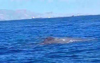 Εμφανίστηκε φάλαινα στον Σαρωνικό κόλπο