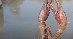 Κοπάδια με καραβίδες εμφανίστηκαν μετά από 30 χρόνια