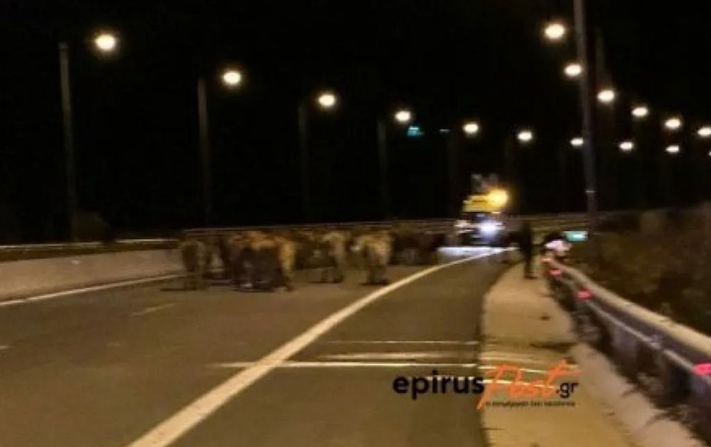 Εκτροπή νταλίκας με αγελάδες… στην Εγνατία