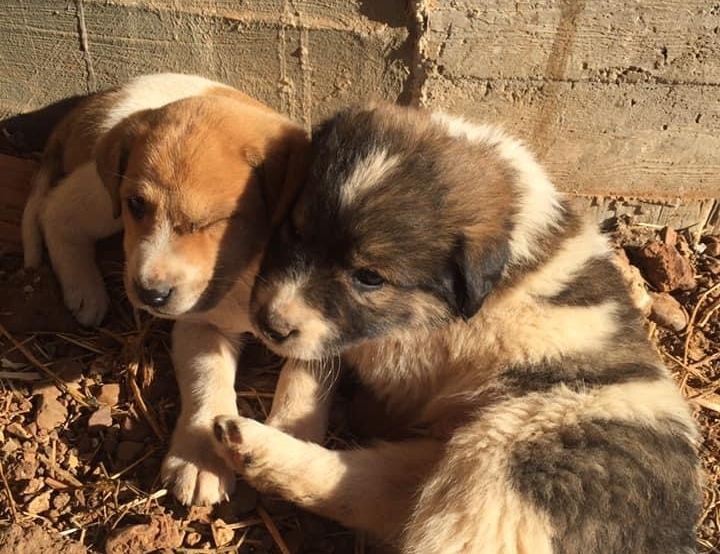 Φιλιάτες: Για κακούργημα διώκονται ο αντιδήμαρχος και ο υπάλληλος του δήμου που παράτησαν κουτάβια