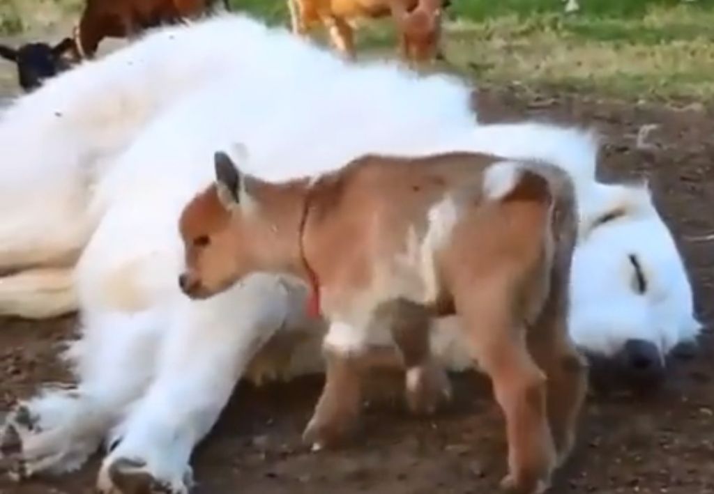 Κατσίκια πραγματικός «εφιάλτης» δεν αφήνουν τσοπανόσκυλο να κοιμηθεί