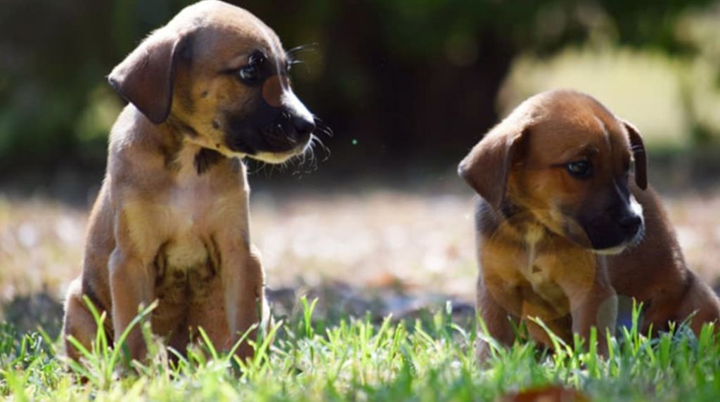 Ειδική γραμμή από την ΕΛ.ΑΣ για την προστασία των ζώων