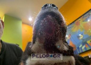 Πάτρα: Προσωρινά ελεύθερος ο 70χρονος που έσερνε σκύλο με το αυτοκίνητο