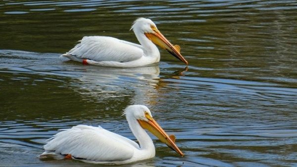 Δωρεάν γεύμα σε χιλιάδες πελεκάνους στο Ισραήλ