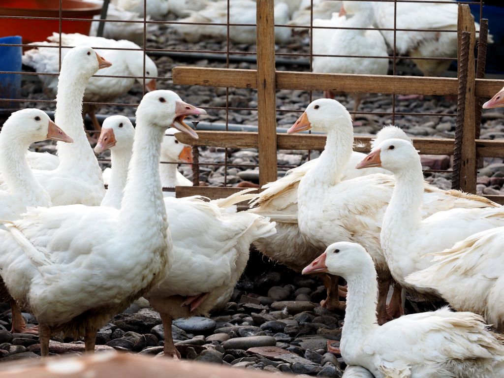 Γρίπη των πτηνών: Η πιο καταστροφική όλων των εποχών στην Ευρώπη