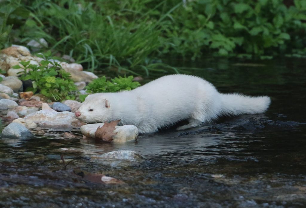 Μινκ βρέθηκε να κολυμπά στο ποτάμι του Κηφισού