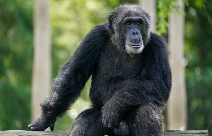 Σκότωσαν τρεις χιμπατζήδες – Δραπέτευσαν από ζωολογικό κήπο