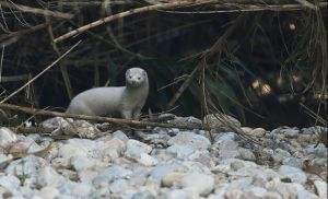 Κηφισός: Εντοπίστηκε μινκ να κολυμπά στο ποτάμι – Μοναδικά κλικ