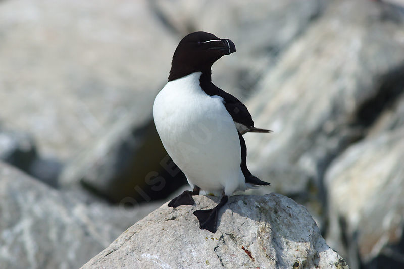 Θαλασσοδαρμένος «πιγκουίνος» ναυάγησε στην Κυπαρισσία