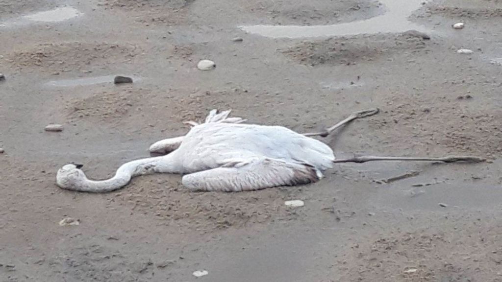 Ασύλληπτη κτηνωδία στο Μεσολόγγι: Πυροβόλησαν φλαμίνγκο κι άλλα πτηνά στη λιμνοθάλασσα | tanea.gr