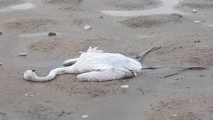 Πυροβόλησαν φλαμίνγκο και άλλα πτηνά στη Λιμνοθάλασσα