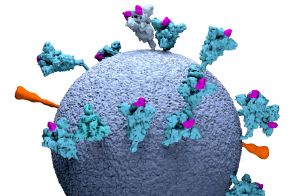 Κοροναϊός: Εντοπίστηκαν «υπερ-αντισώματα» αποτελεσματικά ενάντια σε όλες τις παραλλαγές