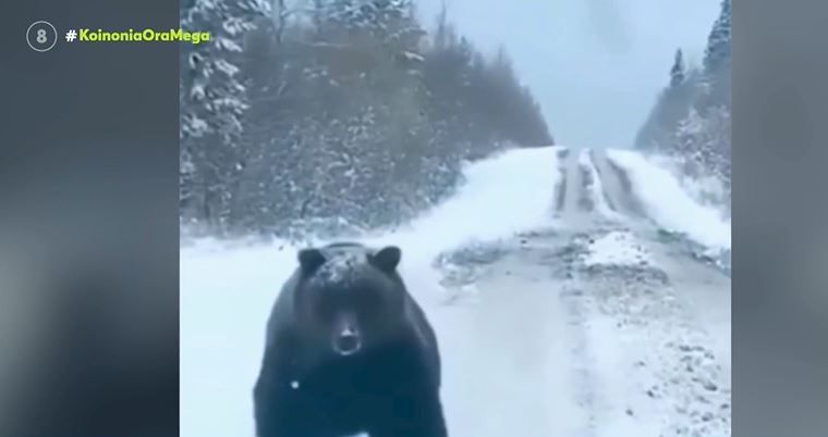 Απρόσμενη συνάντηση με μία… αρκούδα – «Σοκαρίστηκα με το μέγεθός της, ήταν τεράστια»