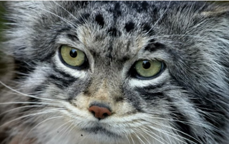 Έβερεστ: Επιστήμονες ανακάλυψαν σπάνιο είδος γάτας